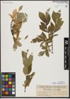 Foto von Salix hastata L.